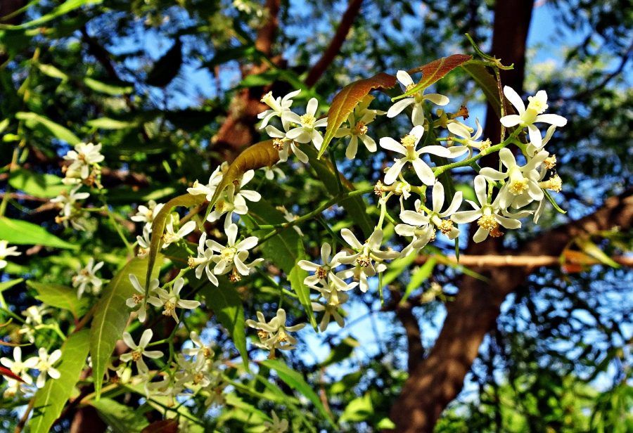 neem ili nim - ljekovita biljka - insekticid, psorijaza, repelent