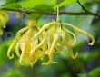 ylang ylang eterično ulje iskustva primjena recepti upotreba