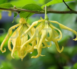 ylang ylang eterično ulje iskustva primjena recepti upotreba