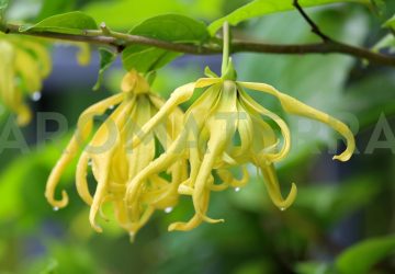 ylang ylang eterično ulje iskustva primjena recepti upotreba