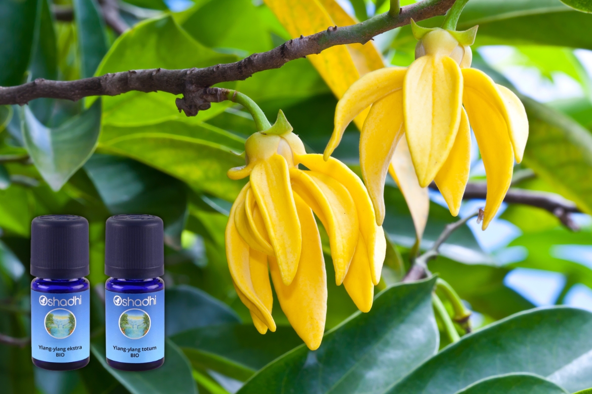 ylang ylng eterično ulje frakcije upotreba iskustva